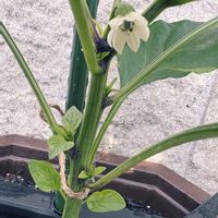 ピーマン,植物のある暮らし,家庭菜園初心者,家庭菜園の画像