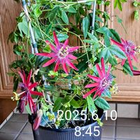 トケイソウ,ベニバナトケイソウ,ﾋﾞｵﾗ,紅花時計草A,紅花時計草．の画像