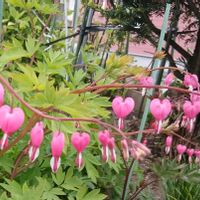 ケマンソウ,お出かけ先の画像