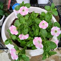ハクチョウゲ,ペチュニア,サフィニア桃色ハート,花のある暮らし♡,おうち園芸の画像