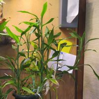 ミリオンバンブー,富貴竹,観葉植物,癒し,インテリアグリーンの画像
