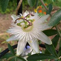 トケイソウ,トケイソウの蕾,時計草(トケイソウ),花言葉,信念の画像