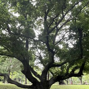 クチナシ,エノキ,エノキ,榎の葉,茶室「彩翔亭」の画像