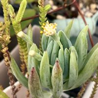 多肉,美空の鉾,セネシオ属,お花が咲いたの画像