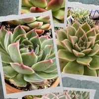 多肉植物,元気！,もりもり多肉,多肉の爪が好き♡,❤️癒されての画像
