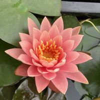 睡蓮,温帯スイレン,温帯睡蓮 コロラド,温帯睡蓮　サイアムサンストーン,ベランダの画像