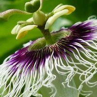 トケイソウ,パッションフルーツ,クダモノトケイソウ,いつもありがとう,今日のお花の画像