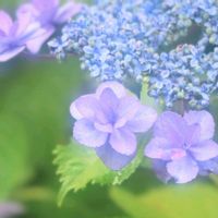 アジサイ,アジサイ,ナス,ガクアジサイ,星の桜の画像