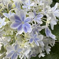 アーティチョーク,紫陽花　万華鏡,紫陽花　万華鏡,多肉植物,エケベリア属の画像