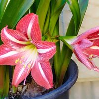 アマリリス,ブラキカム,ネズミモチの花,榊の花,いいね❤ありがとうの画像