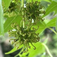 ライラック,コナラ,タブノキ,マテバシイ,モミジバフウの画像