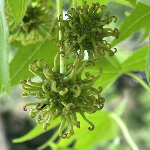 ライラック,コナラ,タブノキ,マテバシイ,モミジバフウの画像