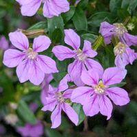 ムラサキハナナの画像