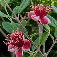 フェイジョア,花のある暮らし,蕊フェチ,カワイイ♡,家庭菜園の画像