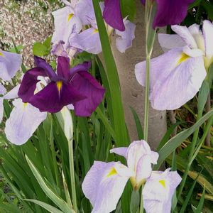 ハナショウブ,ユキノシタ,ショウブ,花菖蒲　清少納言,縞菖蒲(しましょうぶ)の画像