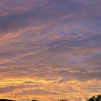 マルバマンネングサ,ユリズイセン,アマチャ,アラビアジャスミン 茉莉花,夕空の画像