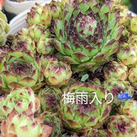 モレボーイ,ビッグロック,多肉植物,多肉植物の紅葉,センペルビウム属の画像