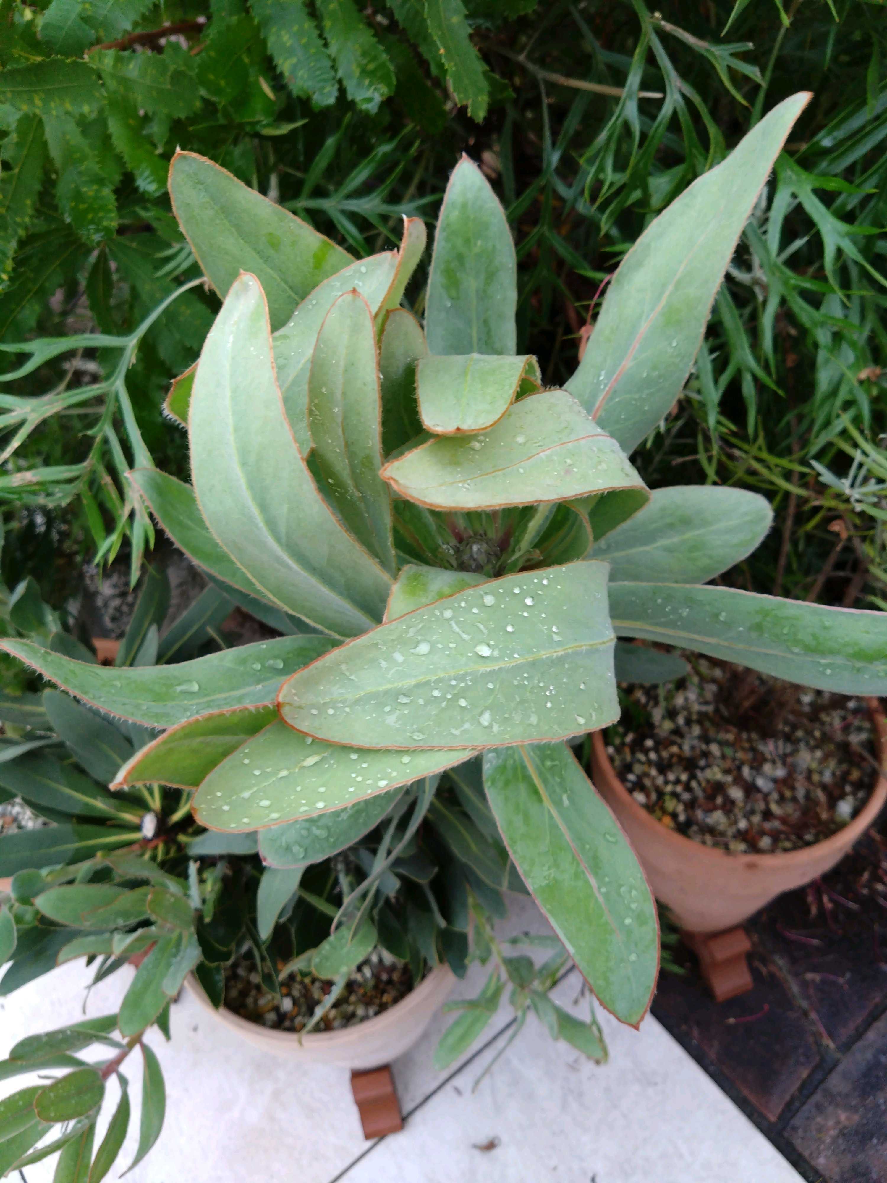 プロテア スサラ　1 プロテア スサラの一覧｜🍀GreenSnap（グリーンスナップ）