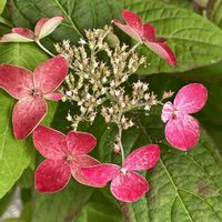 山あじさい,山アジサイ　紅（くれない）,鉢植え,マイガーデン,咲いてる〜❣️の画像