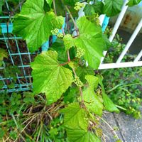 ノブドウの画像