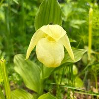 クマガイソウ,アツモリソウ,レブンアツモリソウ,ラン科,山野草の画像