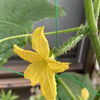 キュウリ,きゅうり,夏野菜,プランター栽培,早く大きくなぁれ！の画像