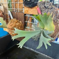 ビカクシダの画像