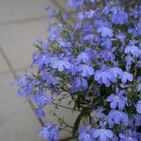 ロベリア,アズーロ コンパクト スカイブルー,鉢植え,開花,ガーデニングの画像