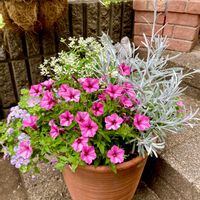 寄せ植え,ガーデニング,ハルの寄せ植え,小さな庭の画像