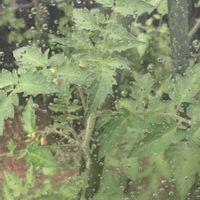 トマト,ミニトマト,野菜,パセリ,トマトの花の画像