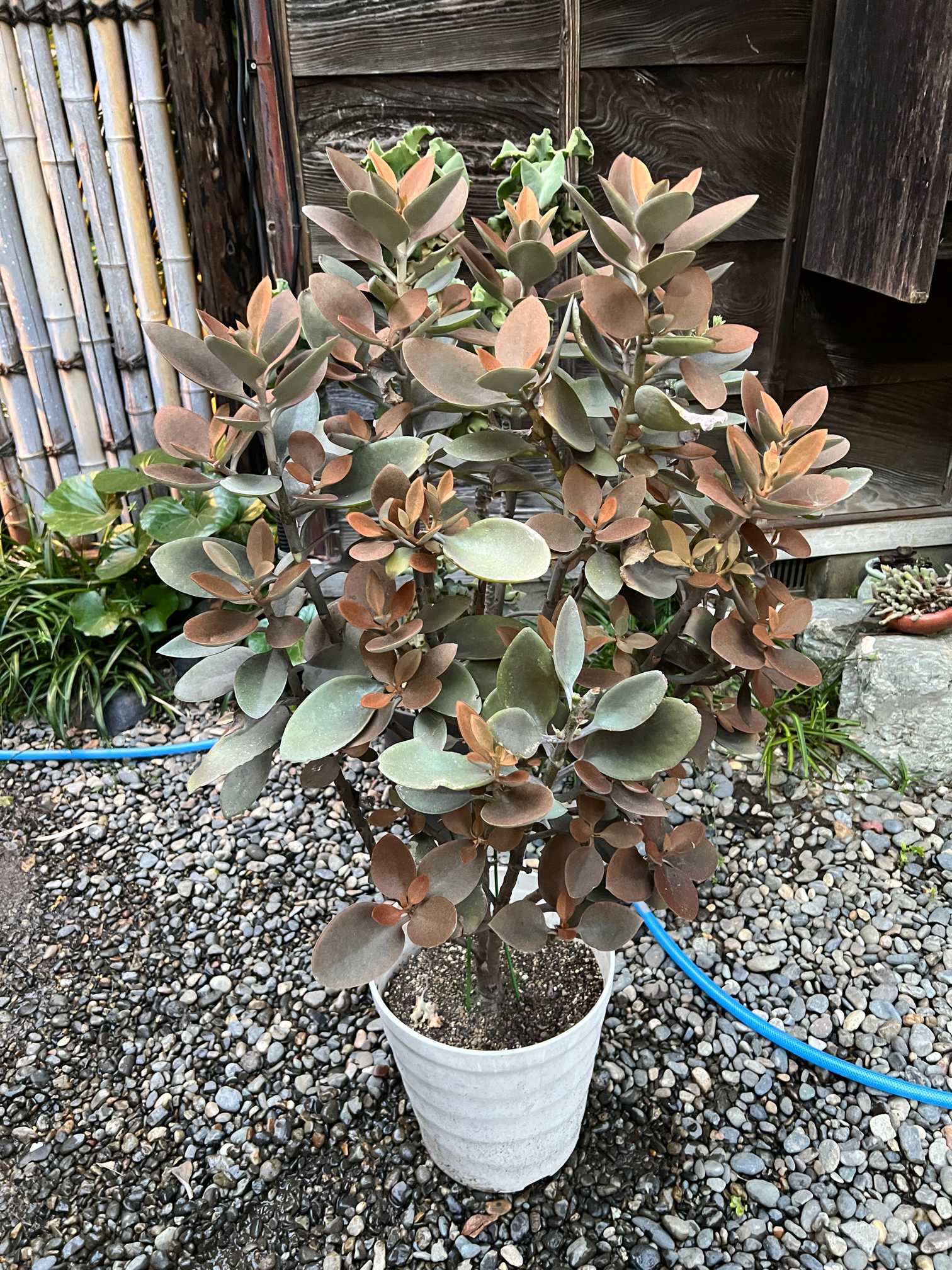 仙人の舞の成長記録 2018〜2025(7年！）｜🍀GreenSnap（グリーン