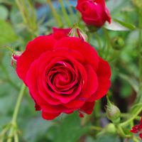 ミニバラ,ゼニアオイ,ミニ薔薇♡,ゴテチャ,ゴデチアの画像