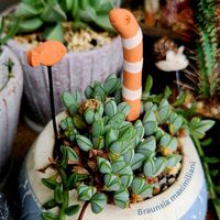 碧魚連,エキノス 碧魚連,ドルフィンネックレス,碧魚連(へきぎょれん),ブラウンシア  碧魚連の画像