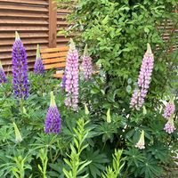 ルピナス,花のある喜び,北海道の庭の画像