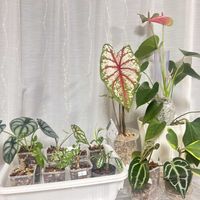 アンスリウム,カラジウム,アンスリウム  クリスタリナム,植え替え,ねこチップの画像