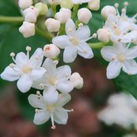 ガマズミ,ガマズミ,白い花,木に咲く花,低山登山の画像