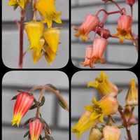 リラシナ,オウレイ,白雪ミセバヤ,南十字星,オルビキュラリスの画像