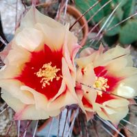 多肉植物,観葉植物,ユーフォルビア,ガーデニング,サボテン科の画像