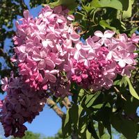 ライラック,散歩,花散歩,太陽大好き,エゾシカの画像