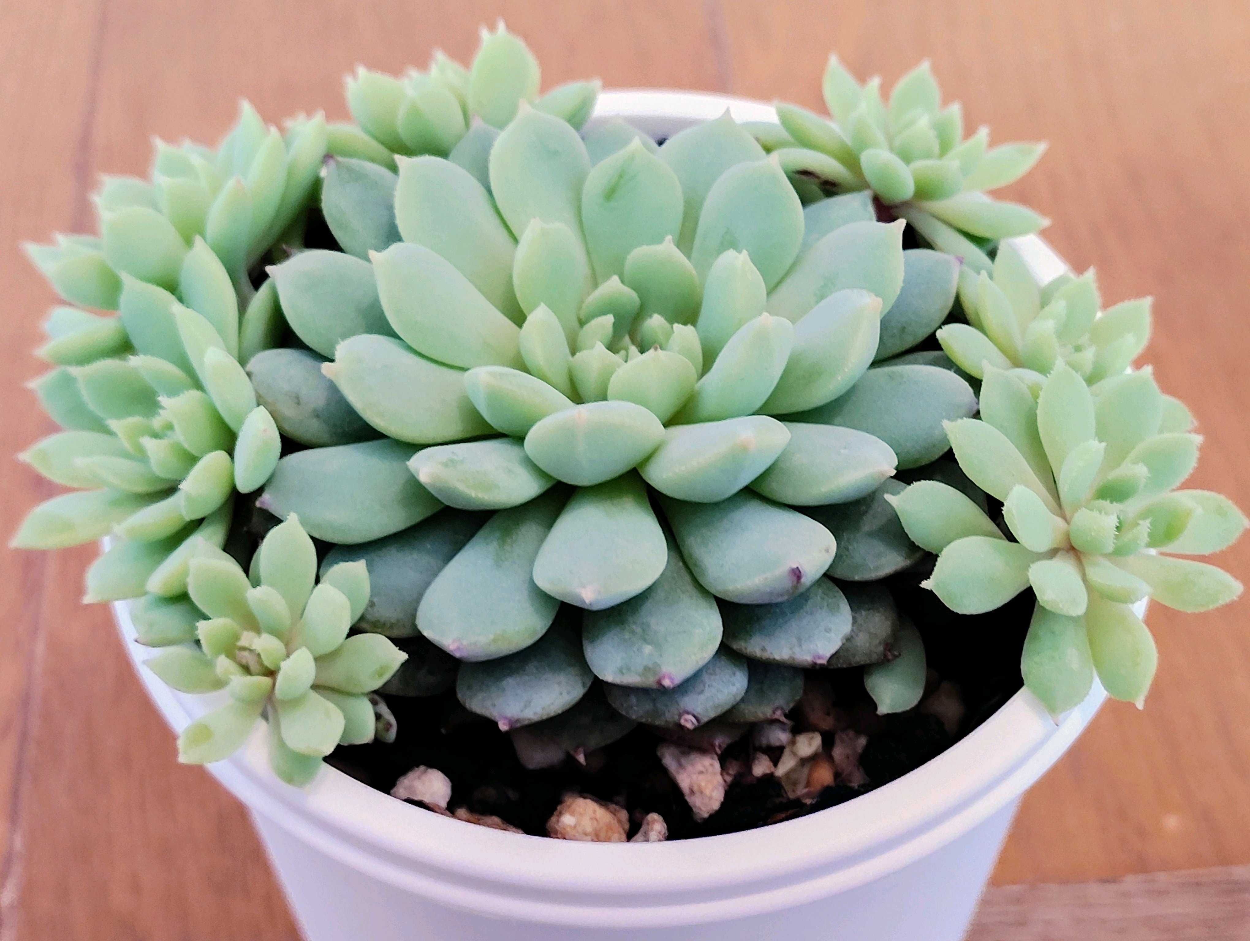 ミックスベリア ちょこんの一覧｜🍀GreenSnap（グリーンスナップ）