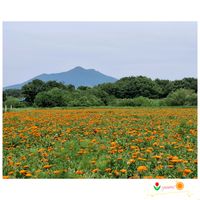 キンセンカ,ステキ☆,癒し…♡,か〜わい〜,2023/09 GSデビューの画像