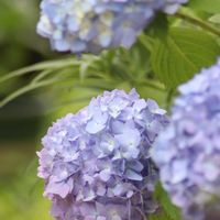 ハオルチア,ハオルチアの花,多肉棚,紫陽花 アジサイ あじさい,ワンワン祭りの画像