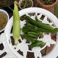 キュウリ,ピーマン,とうもろこし,万願寺とうがらし,夏野菜の画像