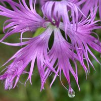 イカリソウ,レンゲショウマ,カワラナデシコ,ノハナショウブ,コシジシモツケソウの画像