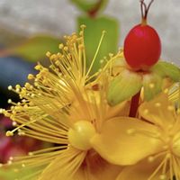 ガウラ,ヒペリカム,ブラキカム,ランタナ,リシマキアの画像