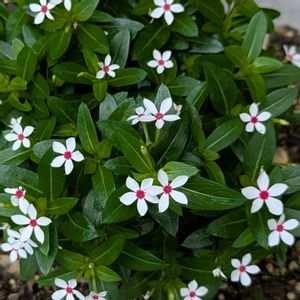 フェアリースター,ラミーカミキリ,ウッドデッキ,白い水曜日♡,虫っこさんと植物の画像