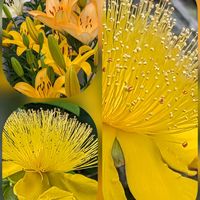 ヘチマ,ユリ,ルドベキア,イトバハルシャギク,テンニンギクの画像