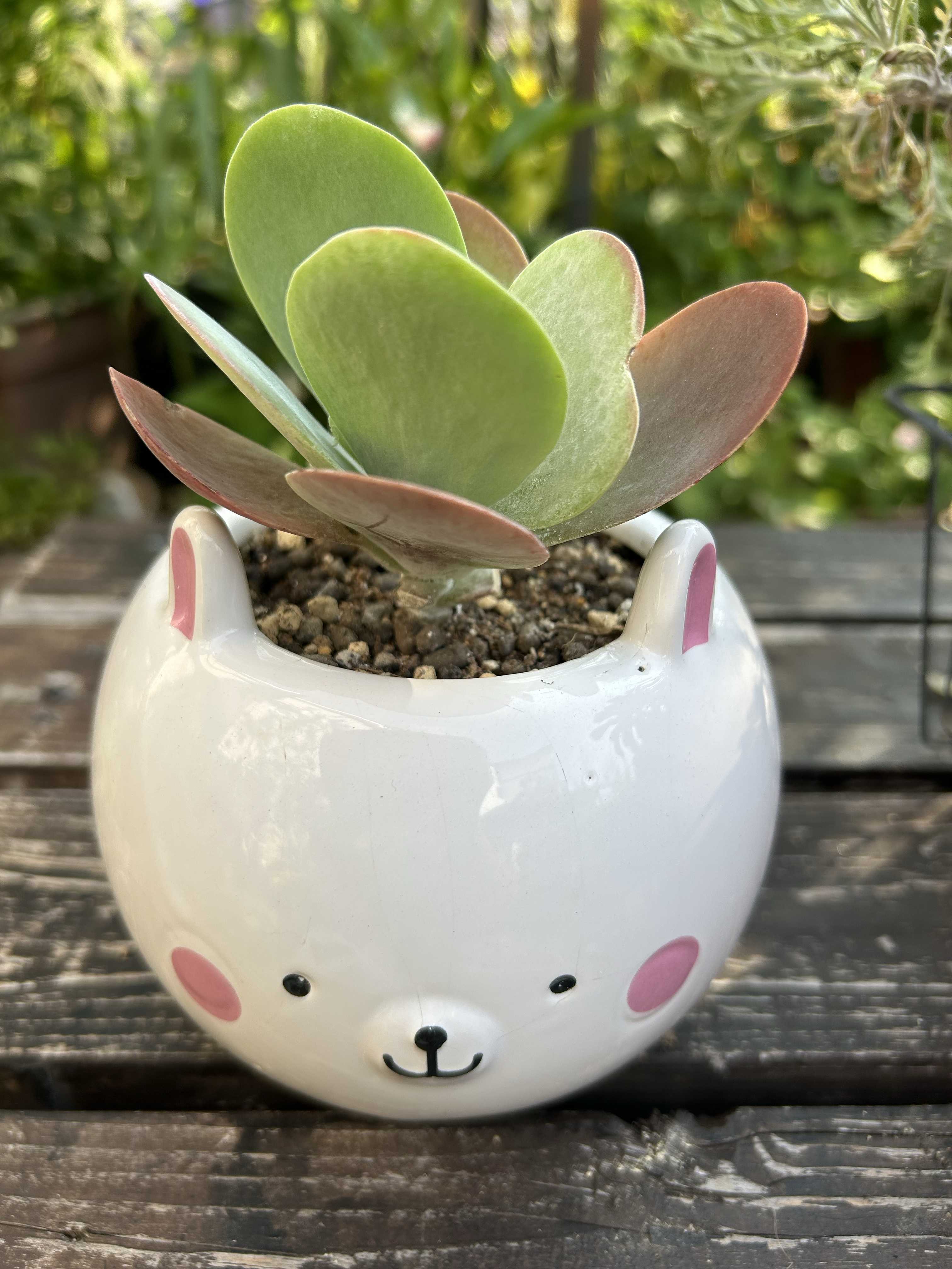 専用箱庭 寄せ植え 猫ちゃん達 【公式通販】 専用箱庭 寄せ植え 猫ちゃん達 【公式通販】