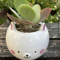 多肉植物,植え替え,多肉寄せ植え,多肉箱庭,ど〜なる多肉ちゃんの画像