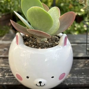 多肉植物,植え替え,多肉寄せ植え,多肉箱庭,ど〜なる多肉ちゃんの画像